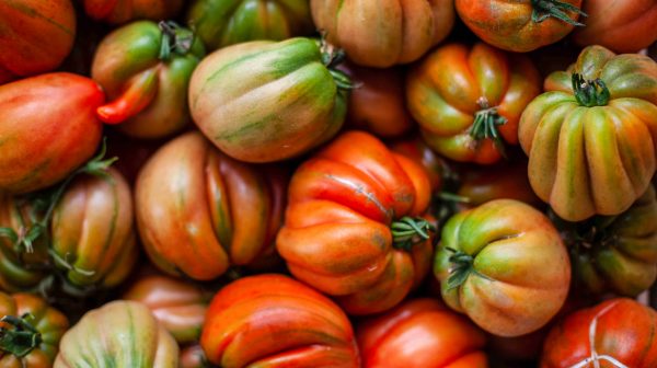 variété de tomates - granvillage